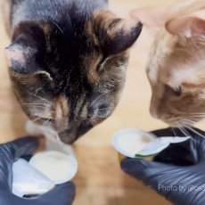 画像4: NEW 最短賞味2026.7・アニモンダ 猫用 ミルキース ミルクポーション バラエティ 15g×4カップ 83094猫用おやつANIMONDA正規品 (4)