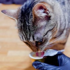 画像5: NEW 最短賞味2026.8・アニモンダ 猫用 ミルキース ミルクポーション セレクション 15g×4カップ 83419猫用おやつANIMONDA正規品 (5)