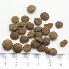 画像2: NEW 最短賞味2027.1.26・アディクション 猫 サーモンブルー 50g全猫種全年齢用 有料サンプル正規品adc12004 (2)