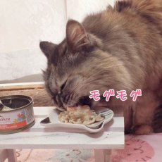 画像4: 最短賞味2025.1・アルモネイチャー 猫 コンプリート チキンとキャロット 70g缶alc5430h猫用ウェット総合栄養食キャットフードalmo nature正規品 (4)