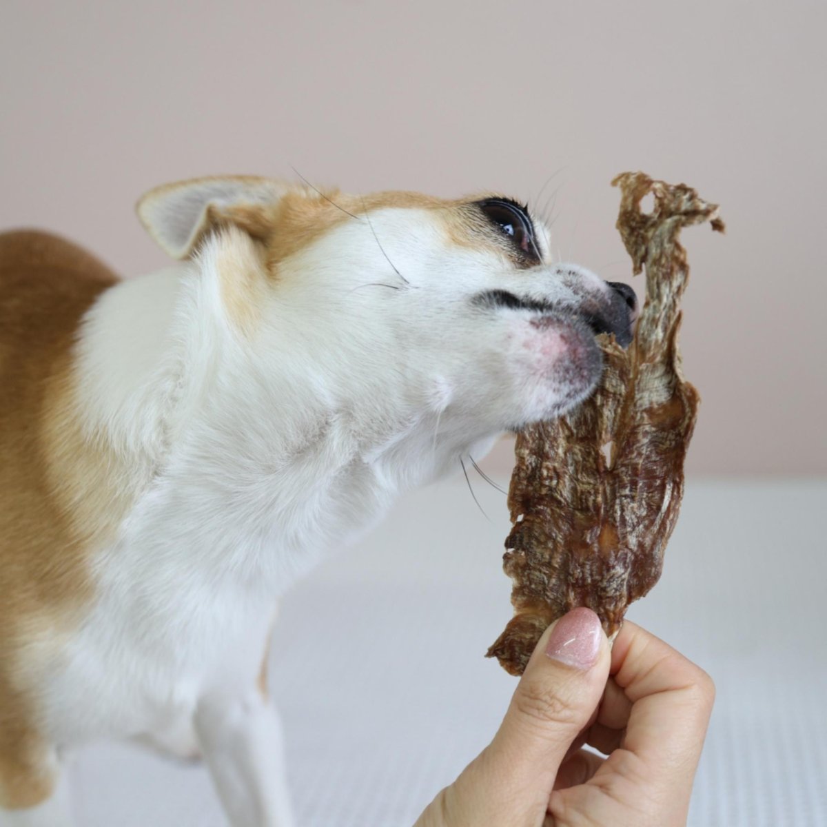 画像5: NEW 最短賞味2026.9・エーワン ササミなカモせん30g犬用おやつawa62333正規品 (5)