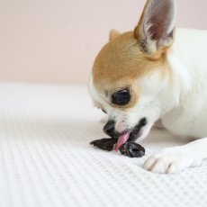 画像5: NEW 最短賞味2026.5・エーワン 一口ハツカモ！？30g犬用おやつawa62340正規品 (5)