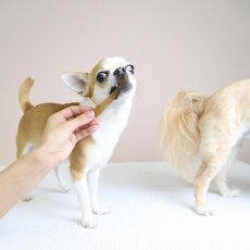 画像6: NEW 最短賞味2026.4・エーワン カモの食道かも15g犬用おやつawa62364正規品 (6)