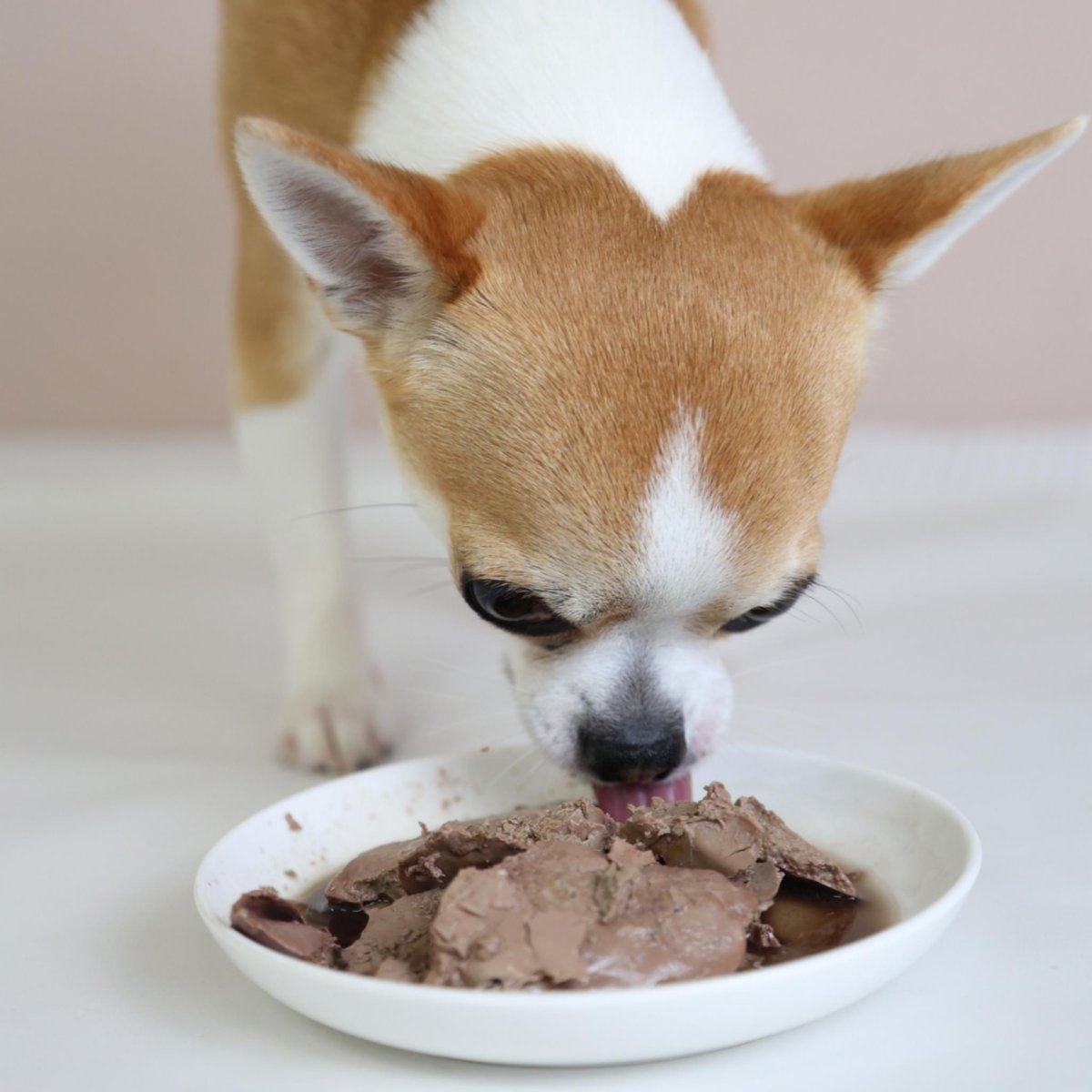 画像5: NEW 最短賞味2026.5・エーワン レバーカモ100g全年齢犬用 補助食awa62401正規品 (5)