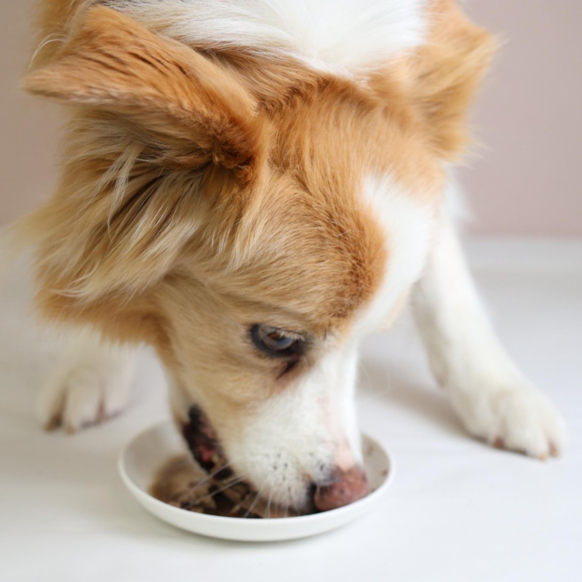 画像6: NEW 最短賞味2026.5・エーワン レバーカモ100g全年齢犬用 補助食awa62401正規品 (6)