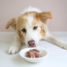 画像5: NEW 最短賞味2026.5・エーワン カモ・ナ・ササーミ100g全年齢犬用 補助食awa62418正規品 (5)