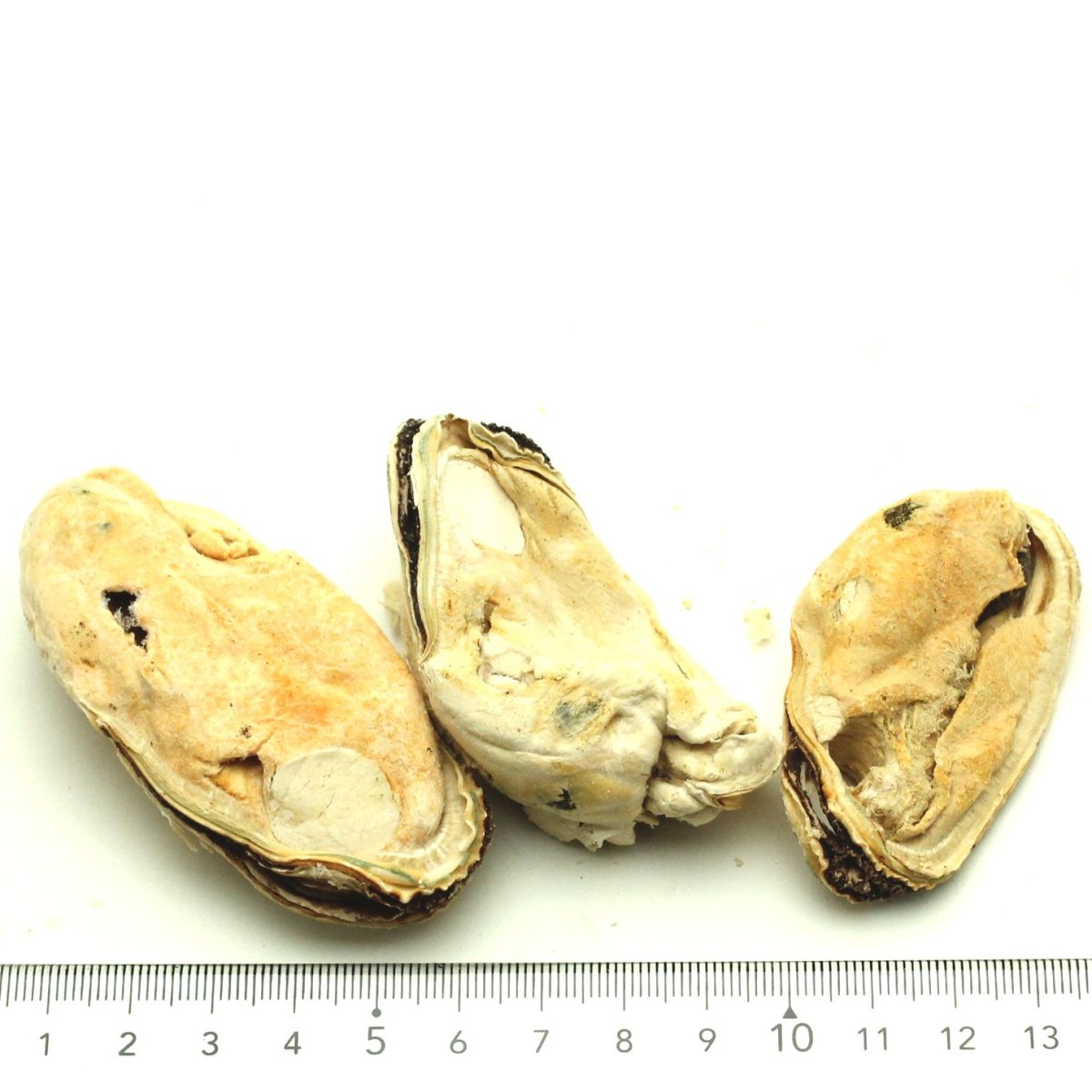 画像2: 最短賞味2027.5・ベイリーコー 犬用フリーズドライ 丸ごと緑イ貝50gおやつBailey+Co正規品bacnsg50 (2)