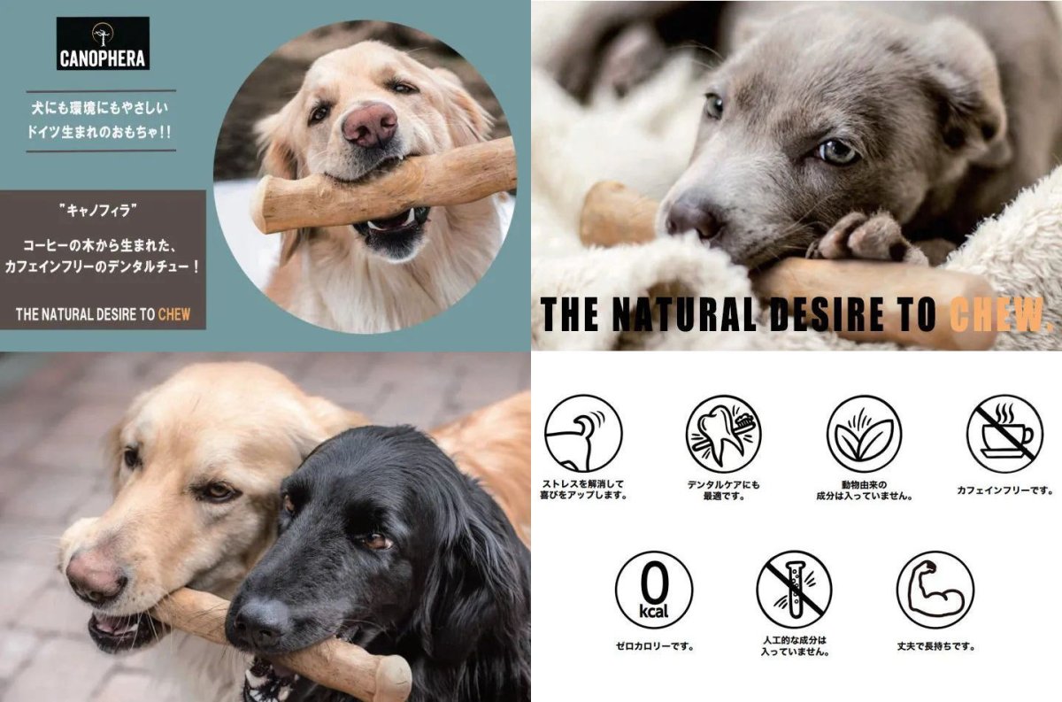画像3: CANOPHERA キャノフィラ デンタル チュースティック 1本入 サイズ XL 正規品 ca51144コーヒーの木 (3)