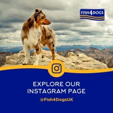 画像7: NEW 最短賞味2027.1・フィッシュ4ドッグ サーモンキューブ85g犬用おやつFISH4DOGS正規品f487100 (7)