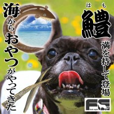 画像4: NEW 最短賞味2026.3・フィールドエイト ハモしっぽ30g 犬用おやつ 国産 無添加 fehamo30 (4)