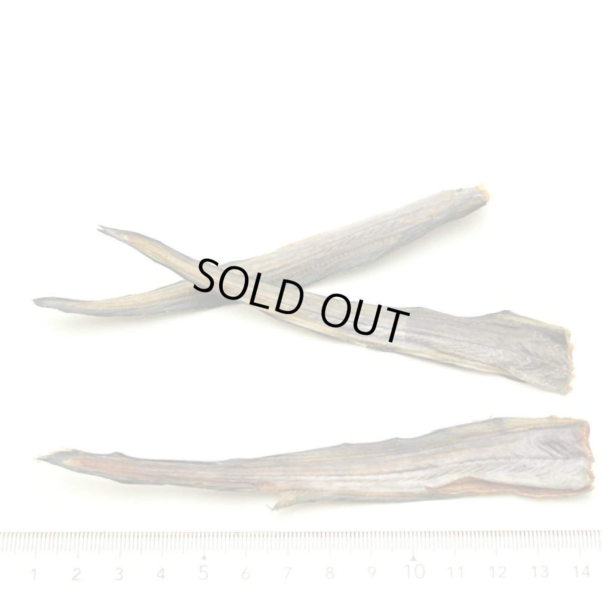 画像3: 最短賞味2026.11・フィールドエイト ハモしっぽ70g 犬猫用おやつ 国産 無添加 fehamo70 (3)