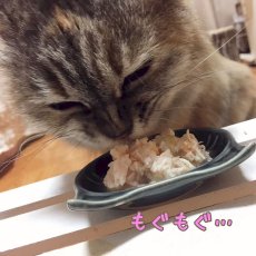 画像6: 最短賞味2025.11・プレミアム フォルツァ10 猫 グルメ缶 チキンと小エビ 75g缶 成猫用 一般食 FORZA10 正規品 fo05777 (6)