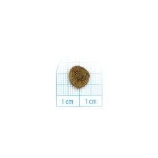 画像2: NEW 最短賞味2027.6・フォルツァ10 犬 デイリープロ ミニ ヘルシースキン フィッシュ小粒600g/fo72148成犬用ドッグフード正規品 (2)