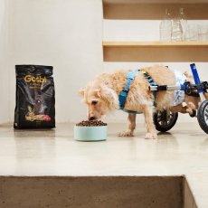 画像2: NEW 入荷待ち・ゴスビ 犬 EXCLUSIVE グレインフリー アダルト MINI 7kg gos11020 Gosbi正規品 (2)
