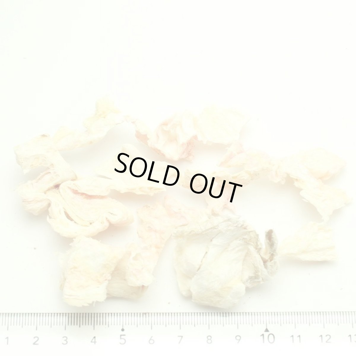 画像2: 最短賞味2026.10・キウイキッチン 犬 ワイルドコート フィッシュスキン トリーツ50g犬用おやつフリーズドライkk80838正規品 (2)