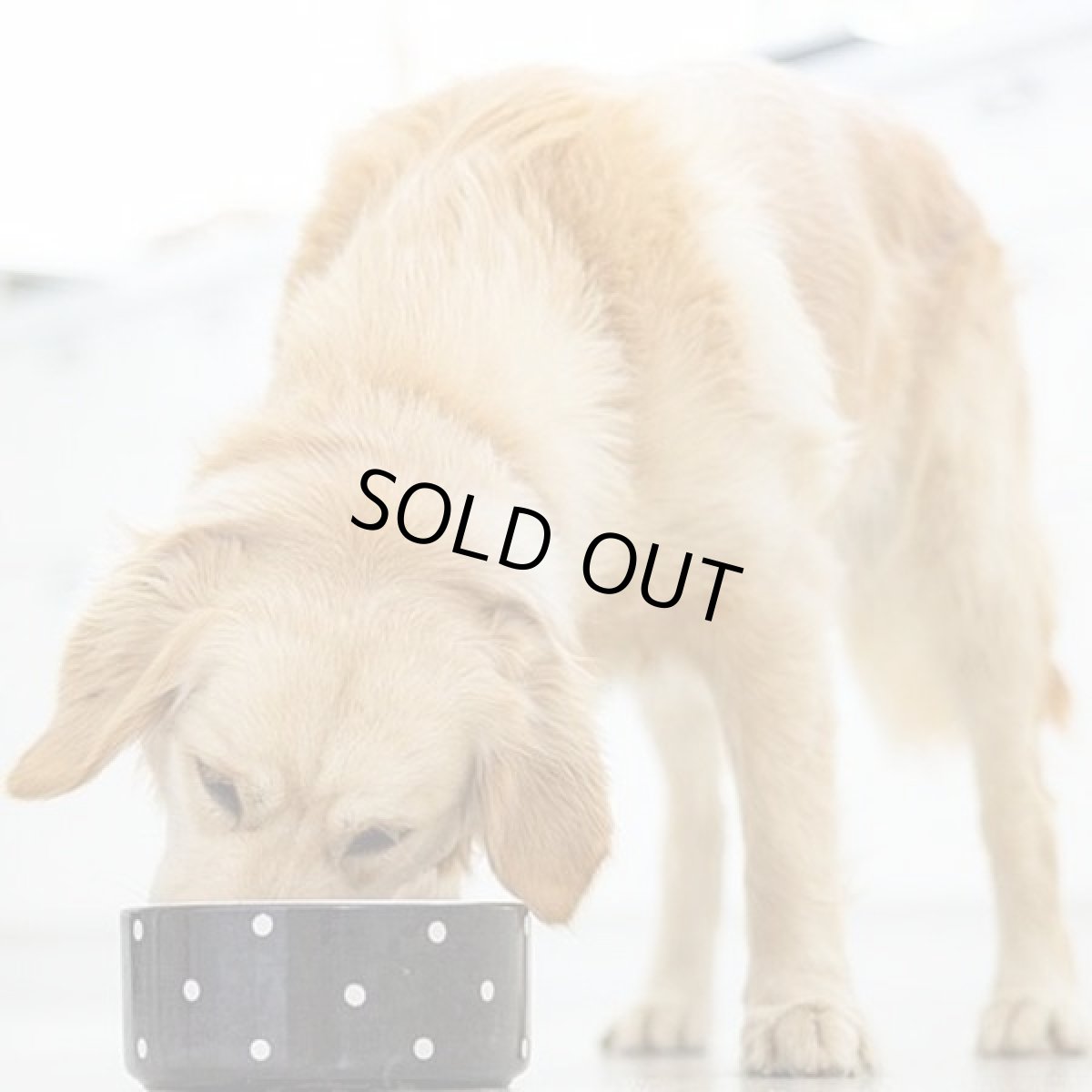 画像6: 別工場生産・最短賞味2026.10.16・キウイキッチン 犬用ディナー ラム 1kgエアドライ全年齢犬用総合栄養食kk80876b正規品 (6)