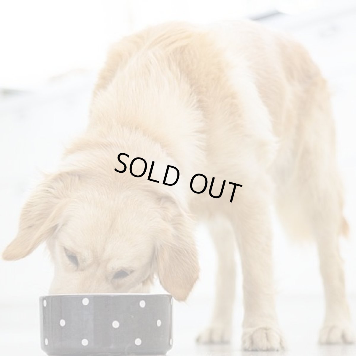 画像6: 最短賞味2026.10.24・キウイキッチン 犬用ディナー ラム 2kgエアドライ全年齢犬用総合栄養食kk80906正規品 (6)