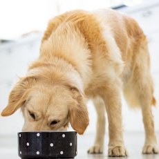 画像6: 最短賞味2026.9.11・キウイキッチン 犬 ワイルドコート フィッシュディナー 142g全年齢犬用フリーズドライ総合栄養食kk83211正規品 (6)