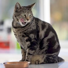 画像6: NEW 最短賞味2025.8.29・キウイキッチン 猫 ワイルドコート フィッシュディナー 110g全年齢猫用フリーズドライ総合栄養食kk84492正規品 (6)