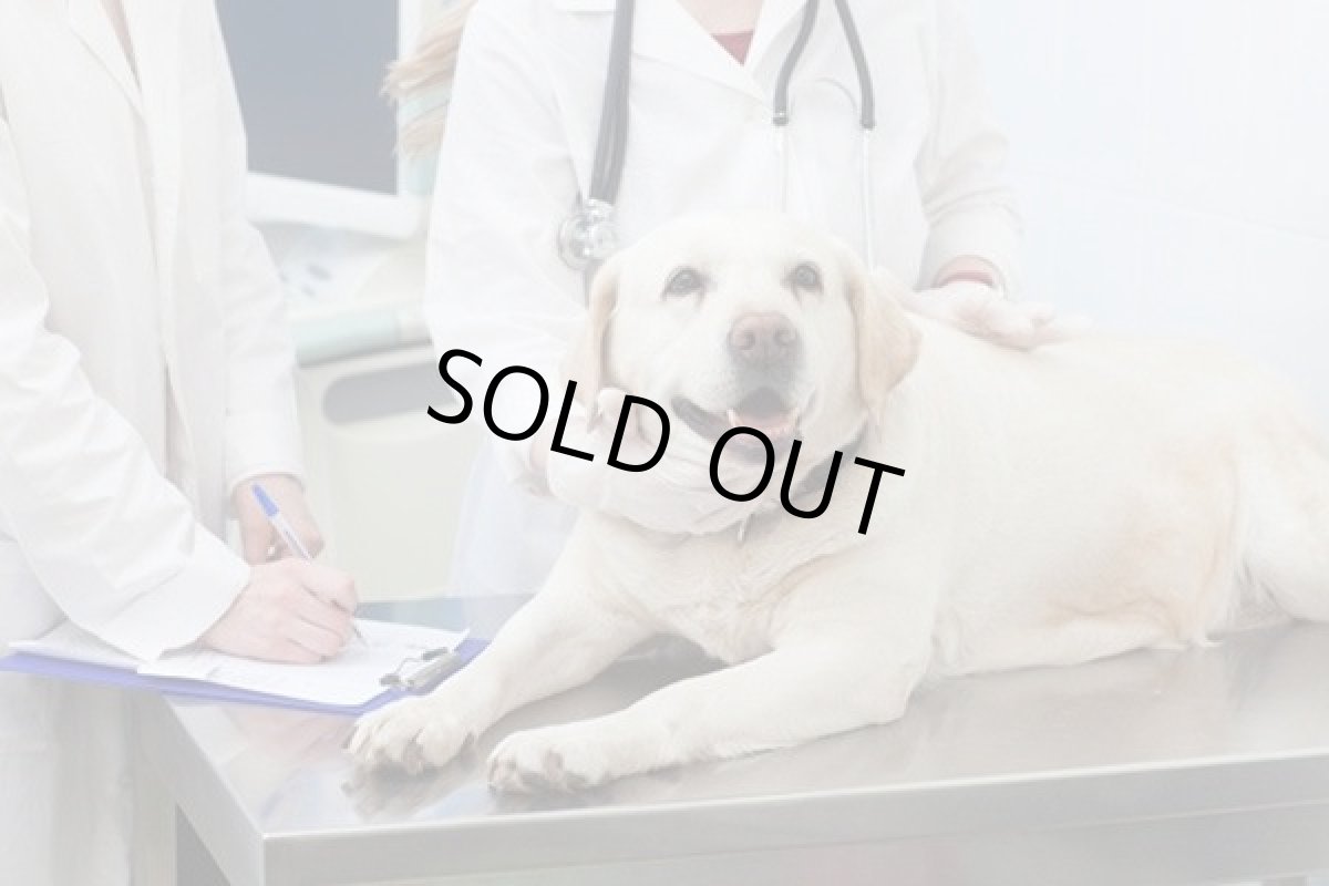 画像5: 最短賞味2027.10・ナチュラルハーベスト キドニア 1.1kg×6袋セット/専用ケース出荷になりますnh12374s6 (5)