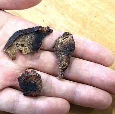画像7: NEW 最短賞味2027.10・Nanki Japan 那智勝浦産 熟成まぐろチップ30g/nj60012犬用おやつ ナンキジャパン (7)