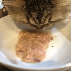 画像2: NEW 最短賞味2027.4・SILKFLL シルクフル 猫プレミアムウェットフード マグロ味 35g 猫用一般食ウェット 腎臓 腸内ケア nnw10161 (2)