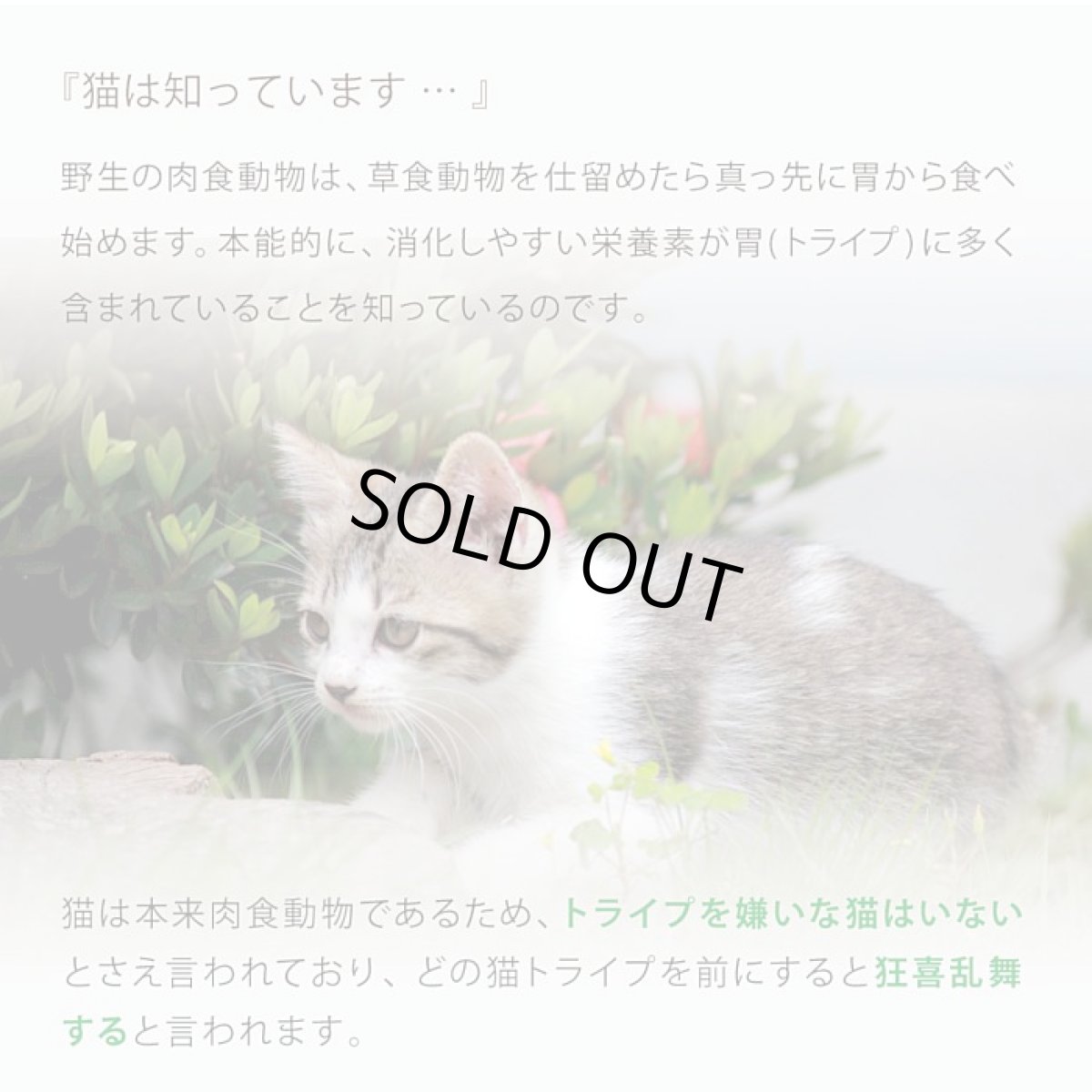 画像9: 訳ありSALE/最短賞味2026.11・ニュートライプ 猫 ビーフ＆チキン 1.8kg全年齢猫用グリーントライプ キャットフードnu35049 (9)