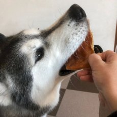 画像5: 最短賞味2024.12・プライムケイズ 牛 ビッグＧＵＭＧＵＭ 100g 犬猫用おやつ 無添加 さかい企画Prime KS pr35430 (5)