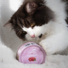 画像6: 最短賞味2028.4・テラフェリス マルチプロテイン ビーフ＆ラビット80g缶tf09652成猫用コンプリート食ウェット正規品※新旧パッケージ混在する場合あり (6)