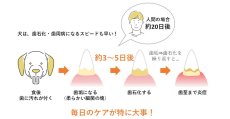 画像6: NEW 最短賞味2027.2・ホワイトフォックス マヌカハニーのはみがきガム 30本 犬用おやつwf72513正規品 (6)