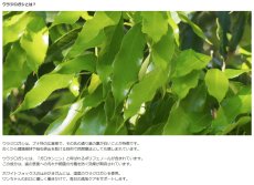 画像2: NEW 最短賞味2027.2・ホワイトフォックス ウラジロガシのはみがきガム 10本 犬用おやつwf72544正規品 (2)