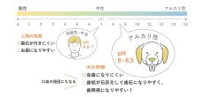 画像6: NEW 最短賞味2027.2・ホワイトフォックス ウラジロガシのはみがきガム 10本 犬用おやつwf72544正規品 (6)