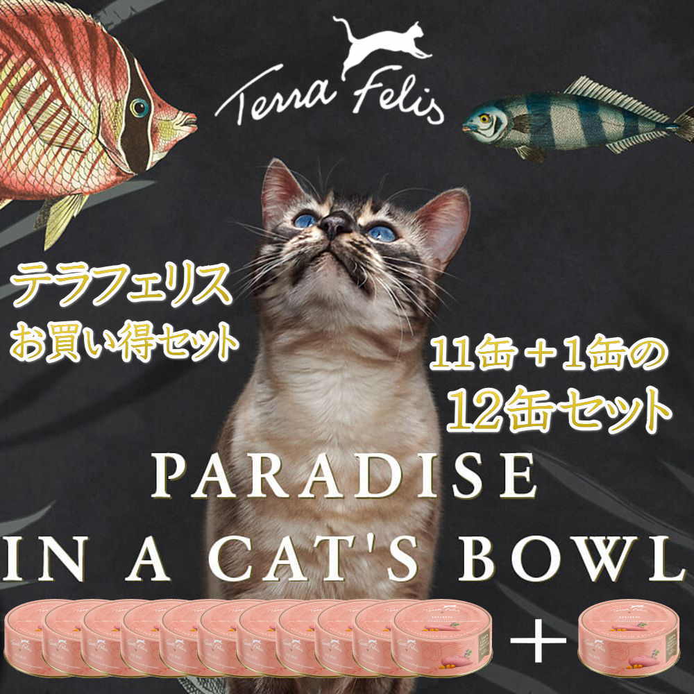 テラフェリスキャンペーン